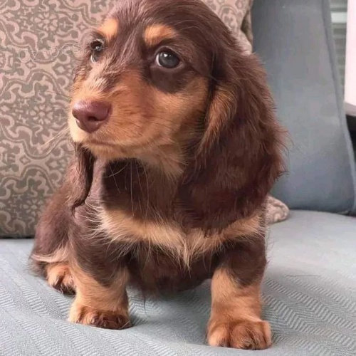 Prod�m �t��ata dlouhosrst�ho kr�l�ka velikosti jezev��ka