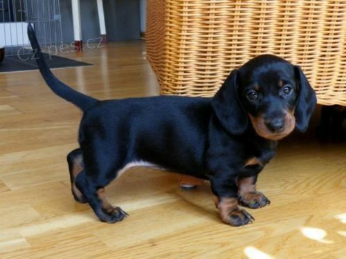 kr�tkosrst� miniaturn� �t��ata jezev��ka