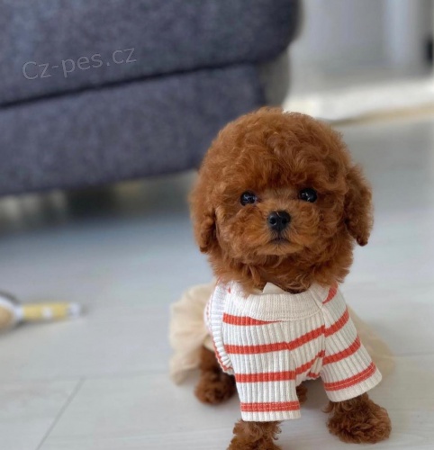 Prod�m �t��ata mini toy pudla