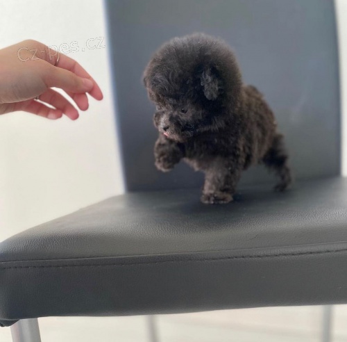 Prod�m �t��ata mini toy pudla