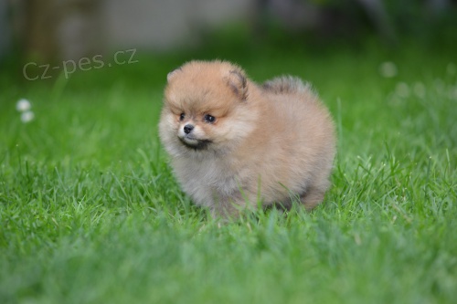 pomeranian KR�SN� �t���tka