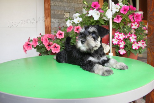 Mal� kn�ra� KR�SN� �t���tka