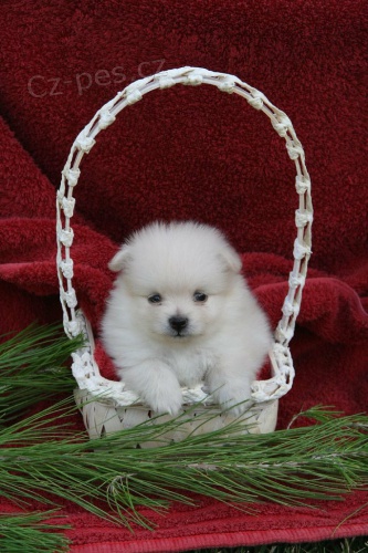 Kr�sn� N�meck� �pic trpasli��~pomerian