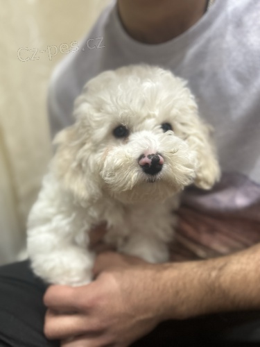 Bi�onek kr�sn� �t���tka