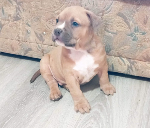 Americk� bully �t��ata