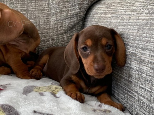 Kr�sn� hladkosrst� miniaturn� �t��ata jezev��ka k dispozici a p�ipravena k prodeji. Pouze pro v�n� osoby.