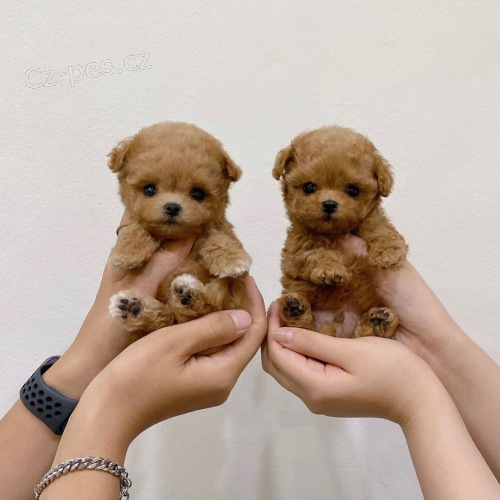 mini hra�ka �t��ata pudla k adopci.