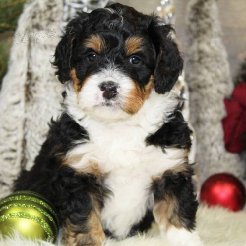 Prod�m �t��ata Bernedoodle.