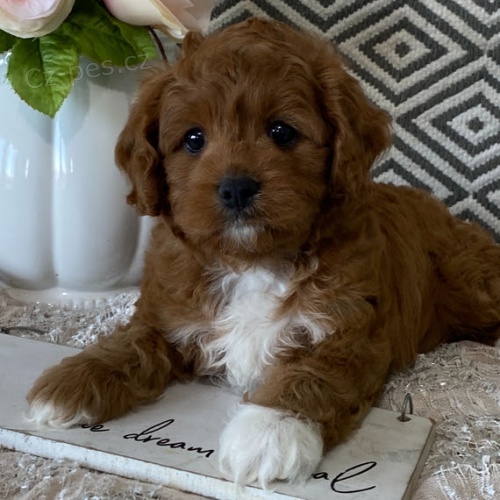 Prod�m �t��ata Cavapoo.