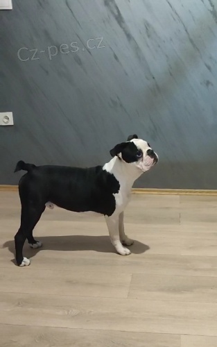 Bostonsk� teri�r �t��ata na prodej