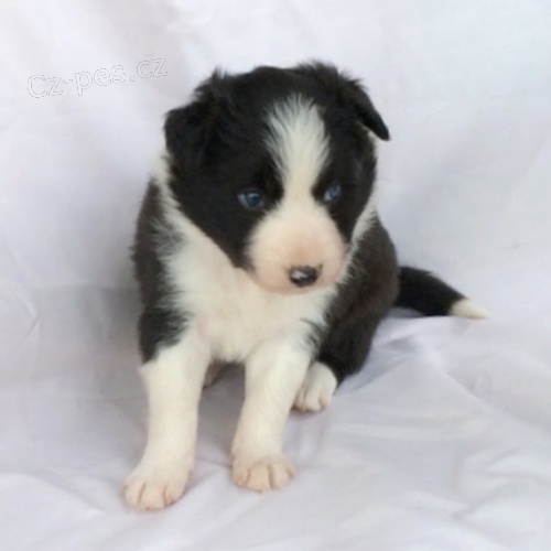 Prod�m �t��ata border kolie