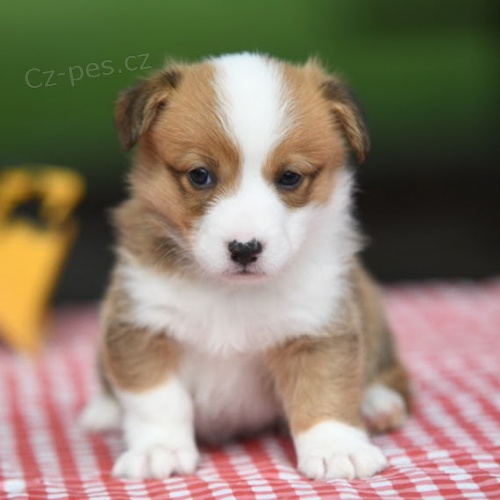 Prod�m �t��ata Pembroke Welsh Corgi.