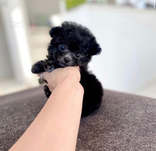 Prod�m mini �t��ata �ern�ho pudla