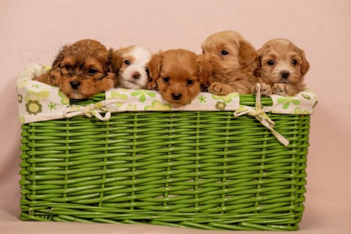 Havansk� bi�onek �t��ata