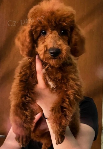 Miniaturn� pudl TOP �t��ata