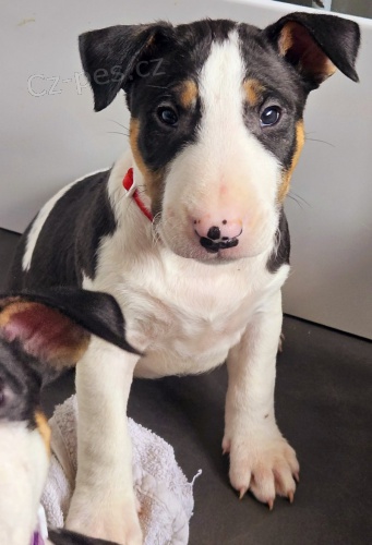 Prod�m �t��ata anglick�ho bulteri�ra.