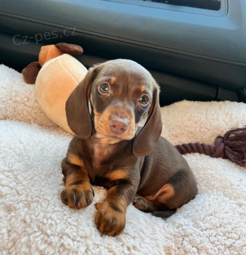 Miniaturn� kr�tkosrst� �t��ata jezev��ka