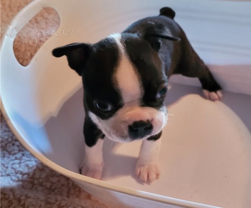 �t��ata bostonsk�ho teri�ra