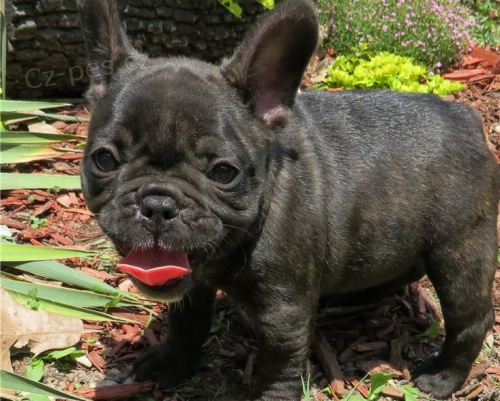 vycvi�en� �t��ata francouzsk�ho buldo�ka pouze pro p��i o domovy.