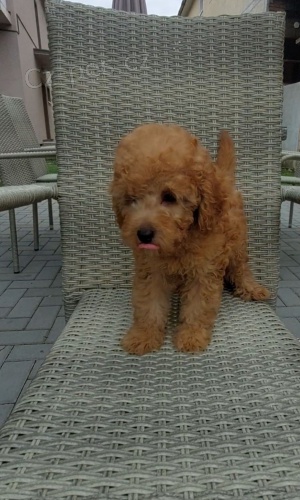 Trpasli�� a toy PUDLOV�