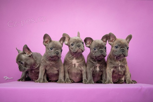 Francouzsk� buldo�ek EXOTICK� barvy