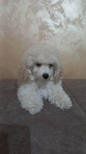 Kr�sn� TOY pudl �t��ata