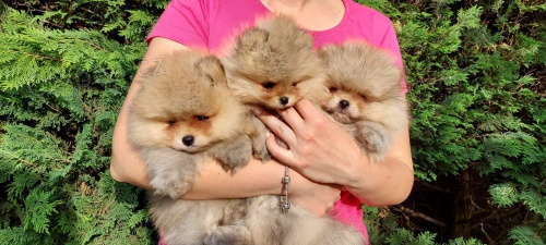 Pomeranian �t��ata BOO �istokrevn�