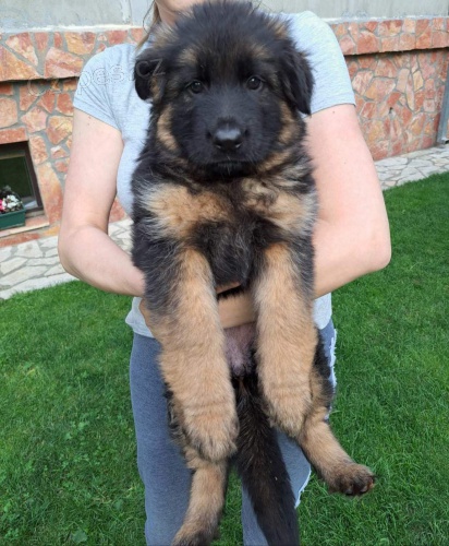 N�meck� ov��k �t��ata