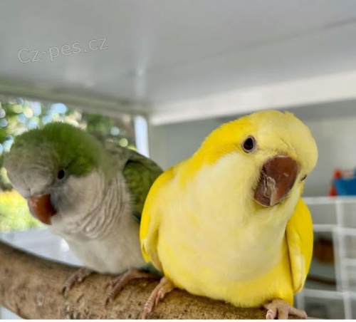 Prod�m kr�sn� mal� papou�ky