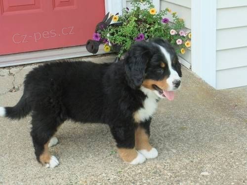 Prod�m mini �t��ata bernsk�ho sala�nick�ho psa a feny o�kovan� a od�erven�.