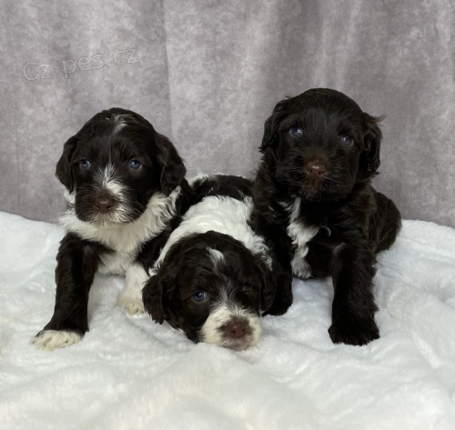 O�kovan� a od�erven� mini �t��ata portugalsk�ho vodn�ho psa k adopci