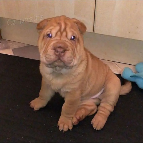 Prod�m zdrav� �t��ata o�kovan� shar-pei.