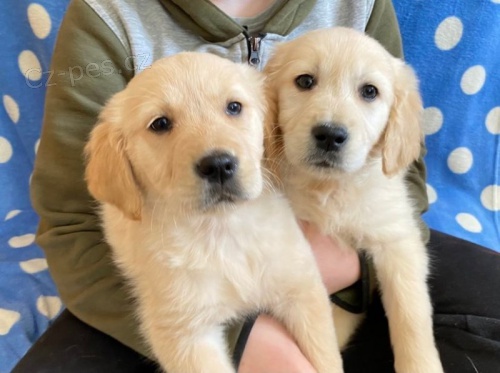 Prod�m ZDRAV� a O�KOVAN� �t��ata zlat�ho retr�vra.