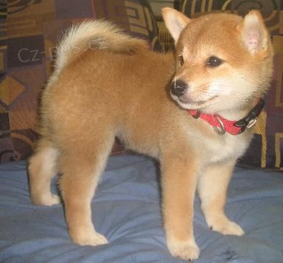 Prod�m rozko�n� miminka �t��ata shiba inu