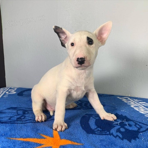 Prod�m kr�sn� �t��ata anglick�ho bulteri�ra.