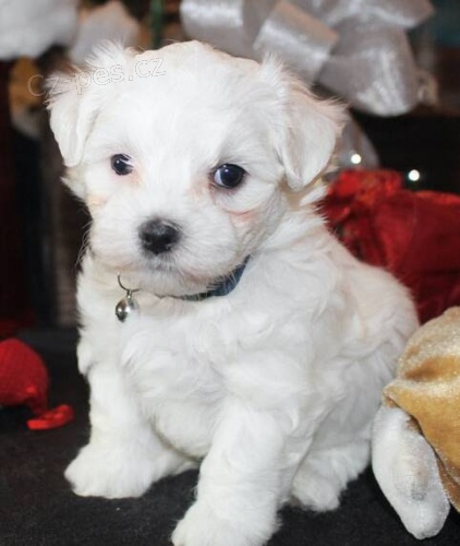 PROD�M O�KOVAN� miniaturn� �t��ata malt�z�k�.