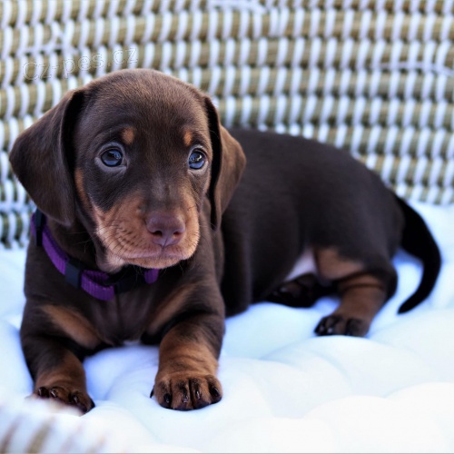 Prod�m zdrav� �t��ata trpasli��ch kr�tkosrst�ch jezev��k�