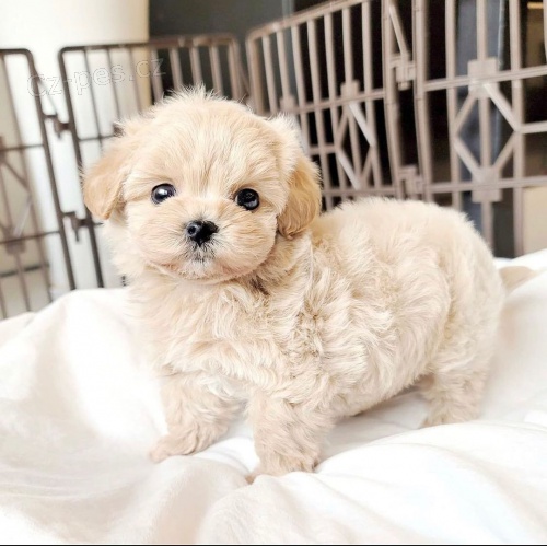 Prod�m �t��ata mini toy pudla