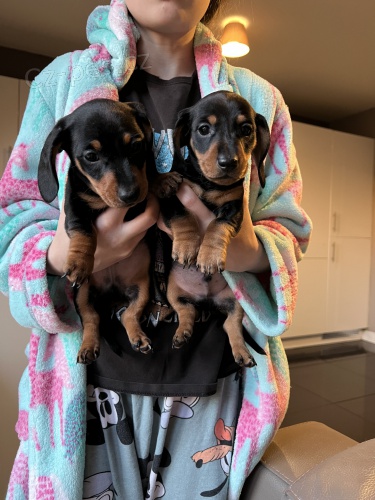 Miniaturn� trpasli�� kr�tkosrst� �t��ata jezev��ka