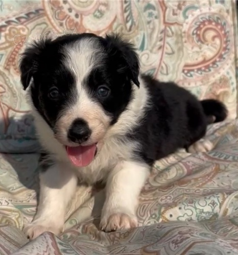 �t��ata border kolie