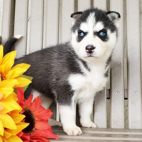 Prod�m �t��ata sibi�sk�ho huskyho.