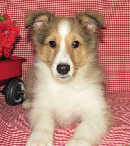 Prod�m �t��ata shetlandsk�ho ov��ka.