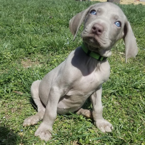 �t��ata v�marsk�ch oha�� na prodej