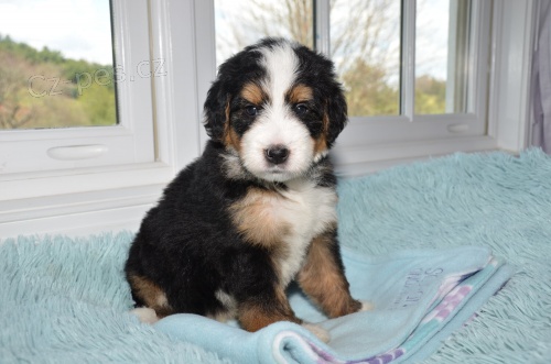 Prod�m �t��ata Bernedoodle.