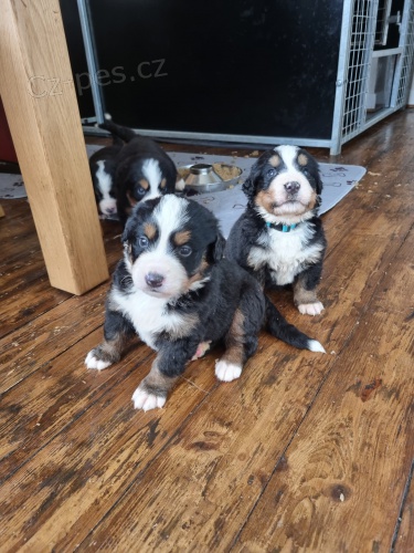 Prod�m �t��ata bernsk�ho sala�nick�ho psa.