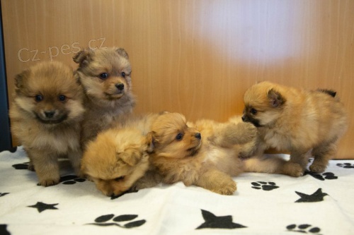 Prod�m �t��ata pomeraniana.