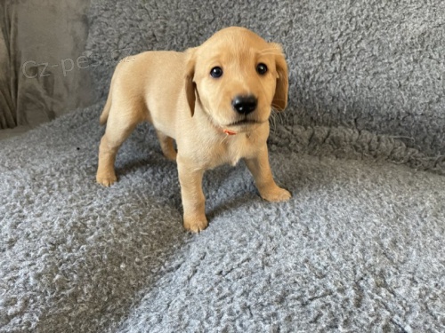 Prod�m �t��ata labradorsk�ho retr�vra.