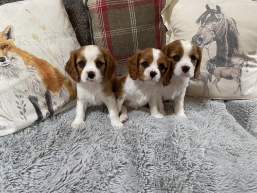 Prod�m �t��ata kaval�r King Charles �pan�l.