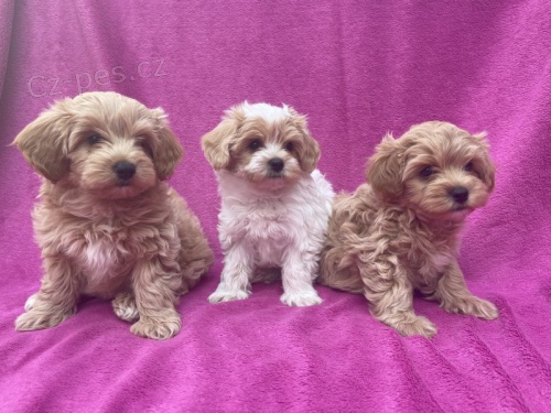 Prod�m �t��ata Maltipoo.