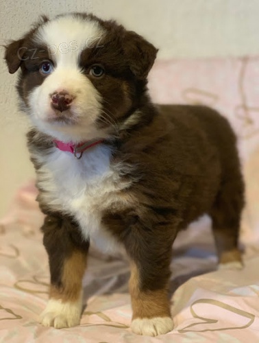 Prod�m �t��ata australsk�ho ov��ka